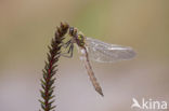 Downy Emerald (Cordulia aenea)