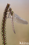 Downy Emerald (Cordulia aenea)