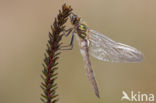 Downy Emerald (Cordulia aenea)