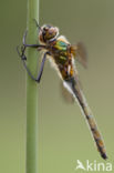 Downy Emerald (Cordulia aenea)