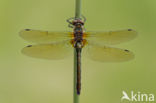 Smaragdlibel (Cordulia aenea)