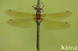 Downy Emerald (Cordulia aenea)