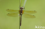 Smaragdlibel (Cordulia aenea)