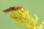 Downy Emerald (Cordulia aenea)