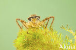 Downy Emerald (Cordulia aenea)