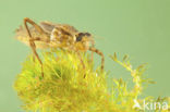 Downy Emerald (Cordulia aenea)