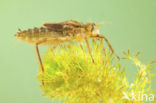 Downy Emerald (Cordulia aenea)