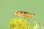 Downy Emerald (Cordulia aenea)