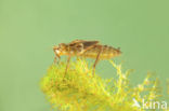 Downy Emerald (Cordulia aenea)