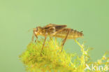 Downy Emerald (Cordulia aenea)