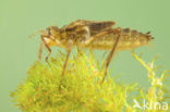 Downy Emerald (Cordulia aenea)