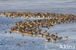 Wigeon (Anas penelope)