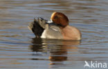 Wigeon (Anas penelope)