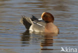 Wigeon (Anas penelope)