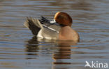 Wigeon (Anas penelope)