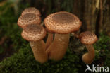 Sombere honingzwam (Armillaria ostoyae)