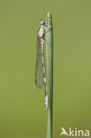 Northern Damselfly (Coenagrion hastulatum)