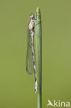 Northern Damselfly (Coenagrion hastulatum)