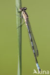 Northern Damselfly (Coenagrion hastulatum)