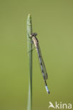 Northern Damselfly (Coenagrion hastulatum)