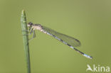 Northern Damselfly (Coenagrion hastulatum)