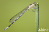 Northern Damselfly (Coenagrion hastulatum)