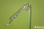 Northern Damselfly (Coenagrion hastulatum)