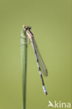 Northern Damselfly (Coenagrion hastulatum)