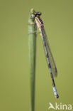 Northern Damselfly (Coenagrion hastulatum)