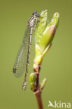 Northern Damselfly (Coenagrion hastulatum)