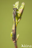 Northern Damselfly (Coenagrion hastulatum)