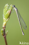 Northern Damselfly (Coenagrion hastulatum)