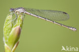 Northern Damselfly (Coenagrion hastulatum)