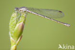 Northern Damselfly (Coenagrion hastulatum)