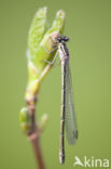 Northern Damselfly (Coenagrion hastulatum)