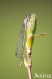 Northern Damselfly (Coenagrion hastulatum)