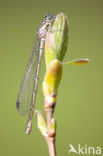 Speerwaterjuffer (Coenagrion hastulatum) 