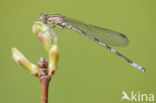 Speerwaterjuffer (Coenagrion hastulatum) 