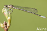 Northern Damselfly (Coenagrion hastulatum)