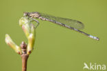 Northern Damselfly (Coenagrion hastulatum)