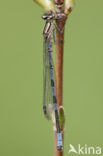 Northern Damselfly (Coenagrion hastulatum)