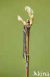 Northern Damselfly (Coenagrion hastulatum)