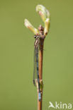 Northern Damselfly (Coenagrion hastulatum)