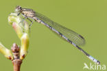 Speerwaterjuffer (Coenagrion hastulatum) 