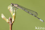 Northern Damselfly (Coenagrion hastulatum)