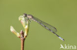 Northern Damselfly (Coenagrion hastulatum)