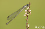 Northern Damselfly (Coenagrion hastulatum)