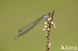 Northern Damselfly (Coenagrion hastulatum)