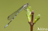 Northern Damselfly (Coenagrion hastulatum)