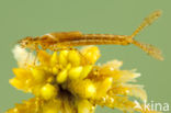 Northern Damselfly (Coenagrion hastulatum)